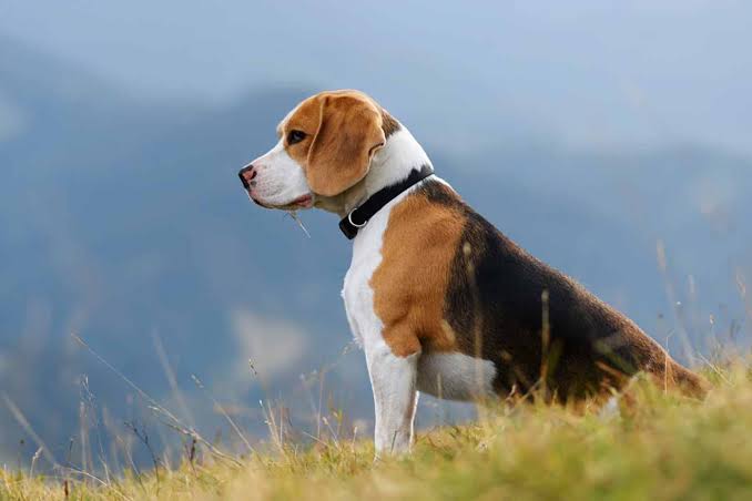 beagle