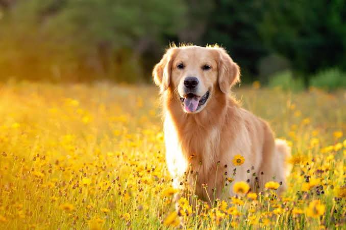 best dog breeds for families with children