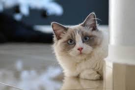 cat playing indoors | Klaiyuga collections