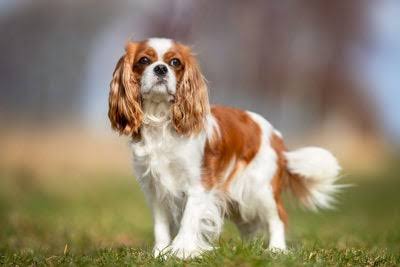 cavalier king charles spaniel