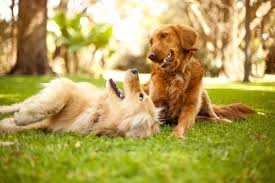 happy dog playing with a toy | kaliyuga collections