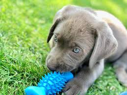 kong puppy toy for teething puppies