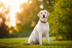 labrador retriever family