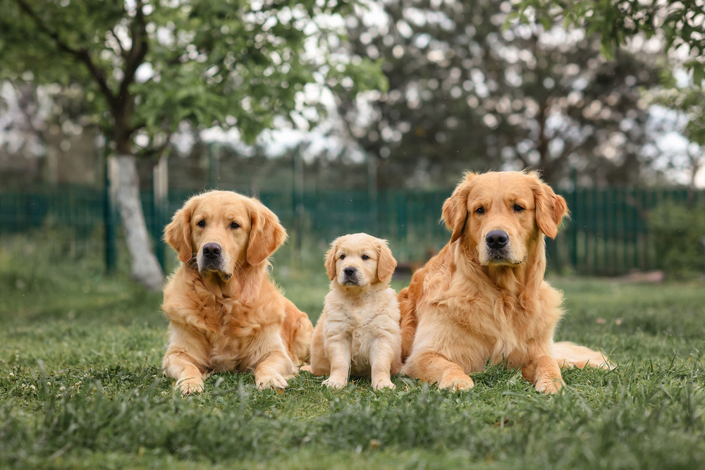 golden,retriever,puppy,sitting,near,adult,golden,retriever,dogs.,senior