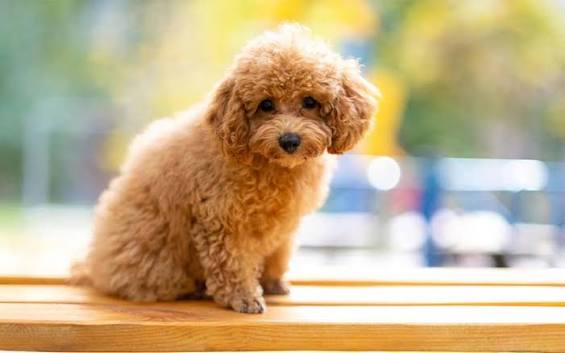 poodle