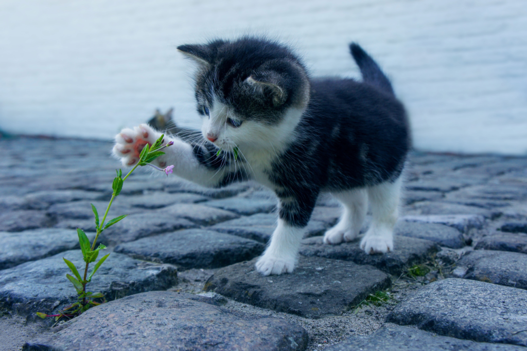 How to Take Care of a Kitten: A Complete Guide for New Cat Parents how to take care of a kitten